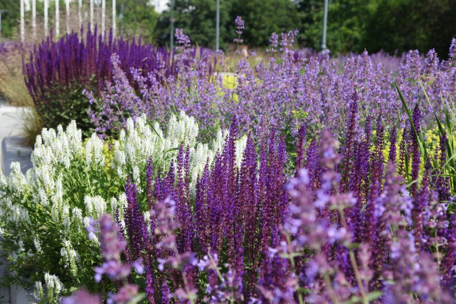 Шалфей Дубравный (Nepeta faassenii)