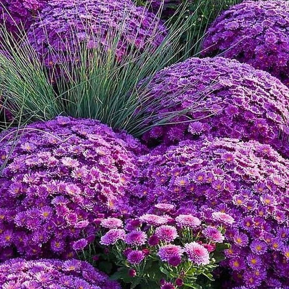 Хризантемы шаровидные фиолетовые