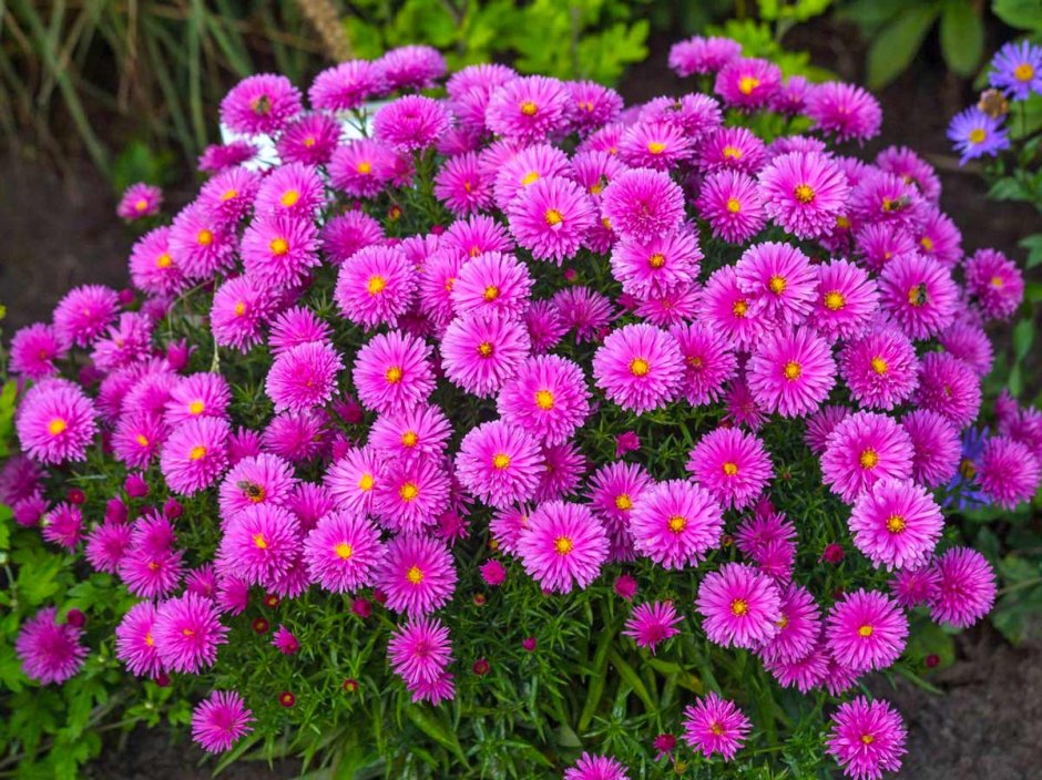 Астра кустарниковая Aster dumosus