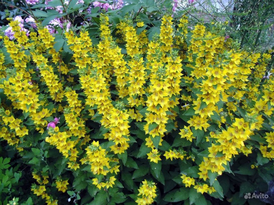 Вербейник точечный (Lysimachia punctata)