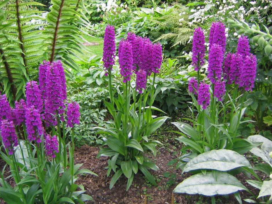 Dactylorhiza Пальчатокоре́нник foliosa