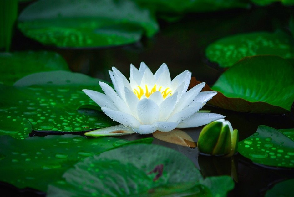 Лотос белый цветок на болоте