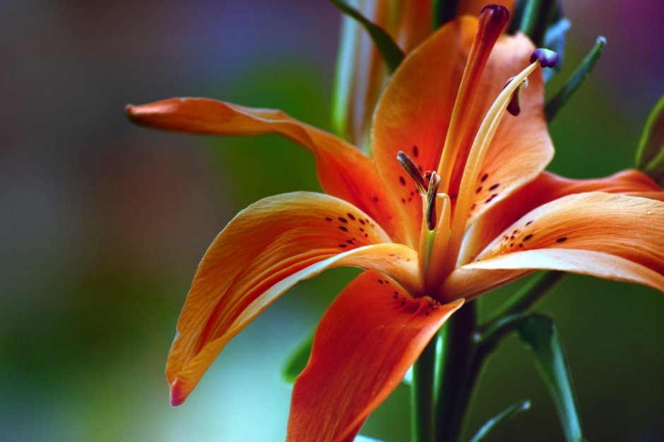Лилия цветок оранжевый
