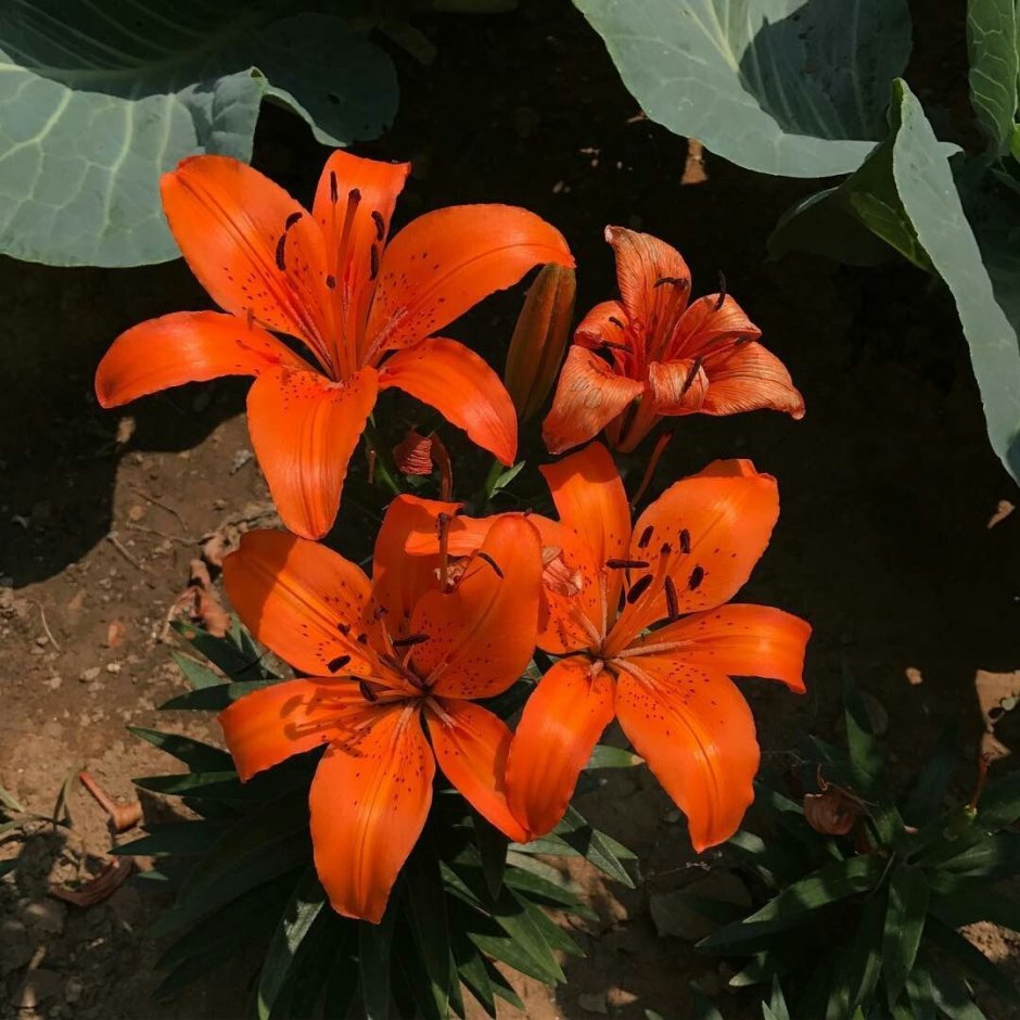 Цветы оранжевые Тенерифе