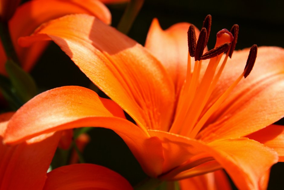 Лилия ярко оранжевая