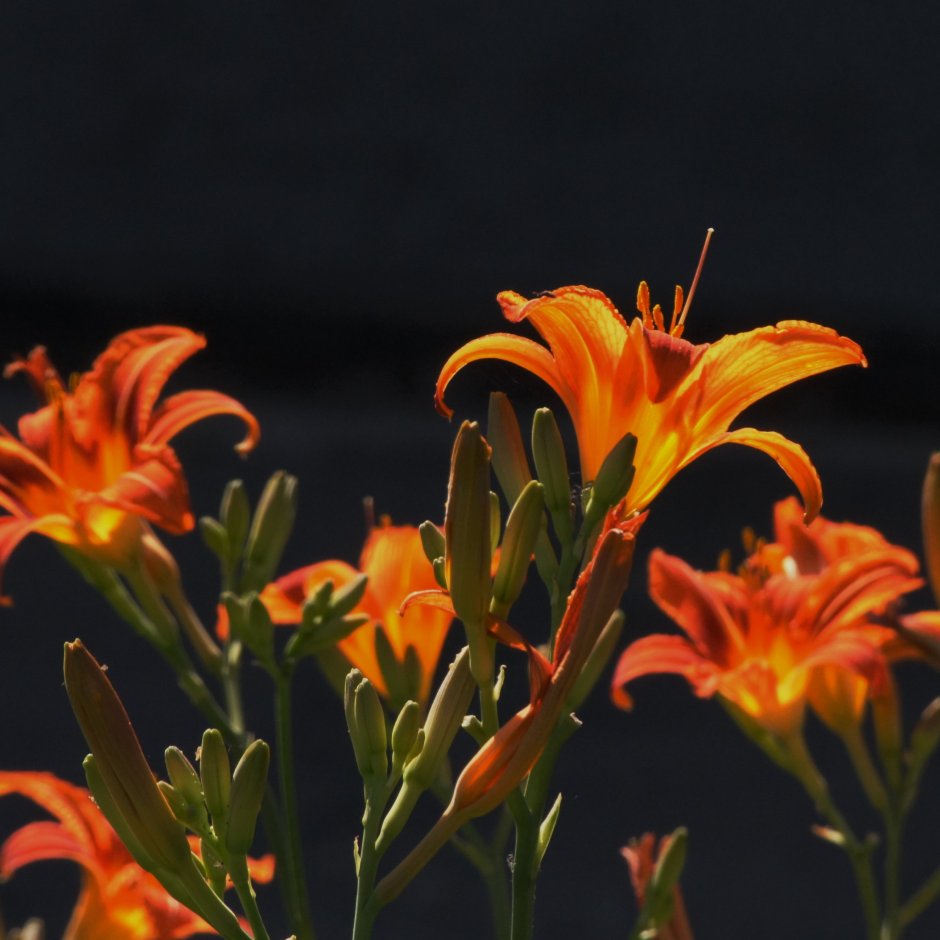 Оранжевая Лилия на черном фоне