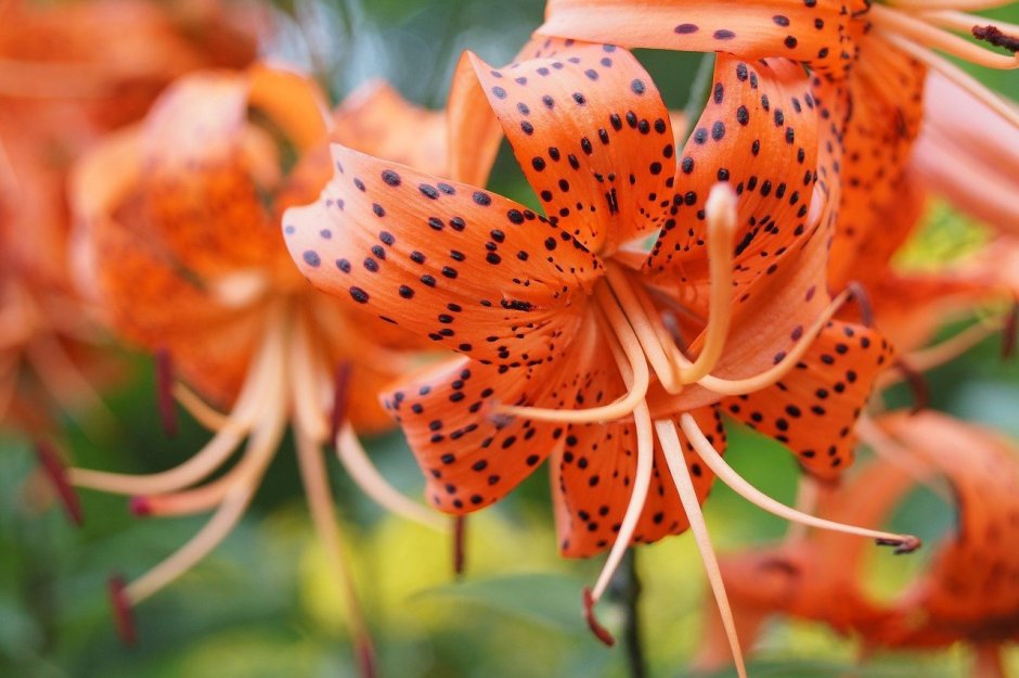 Лилия пятнистая оранжевая