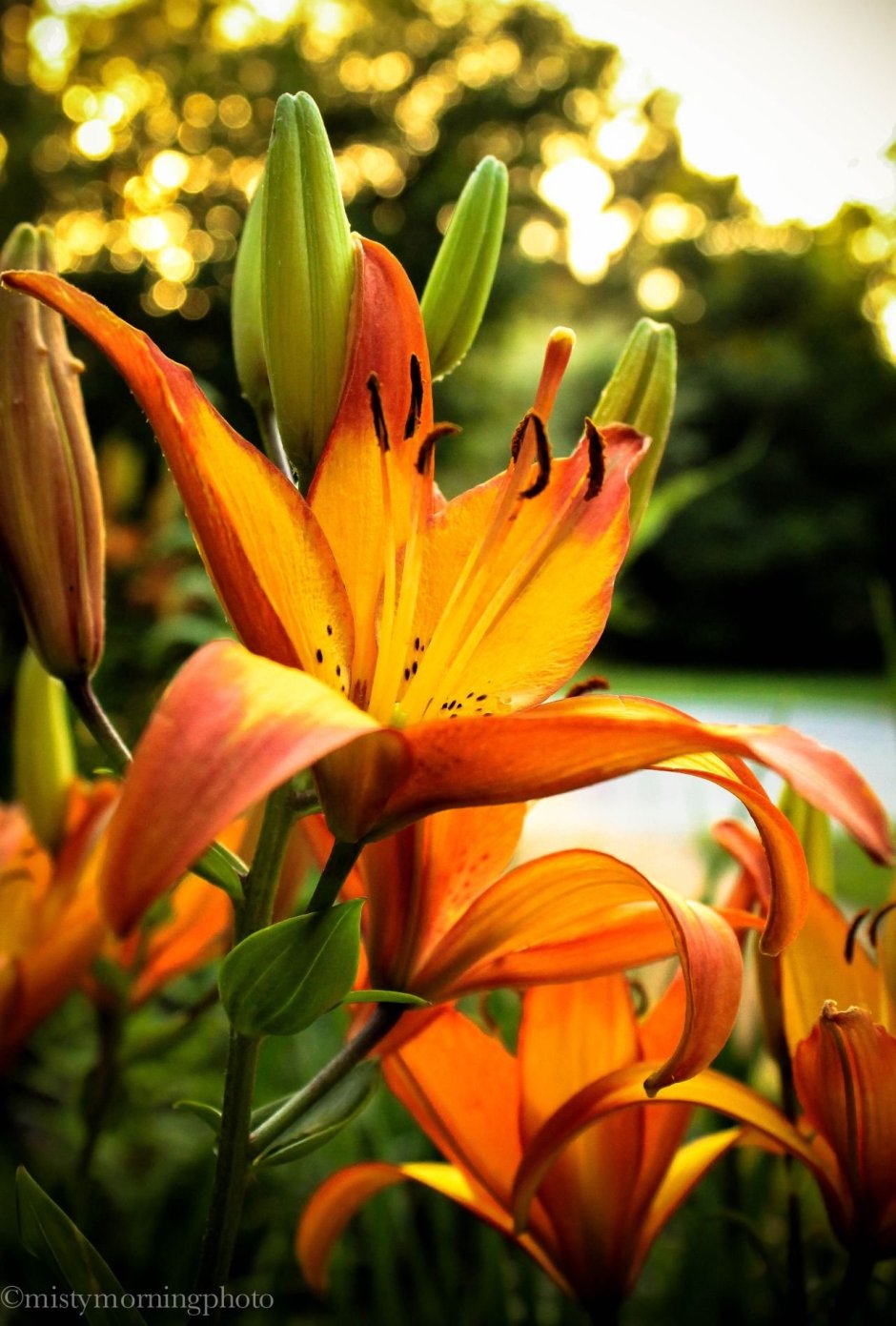 Лилии оранжевые многоцветковые