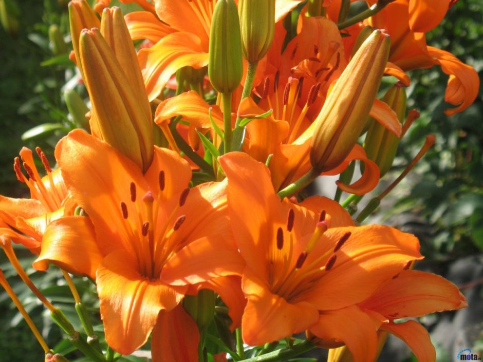 Лилия оранжевая многоцветковая