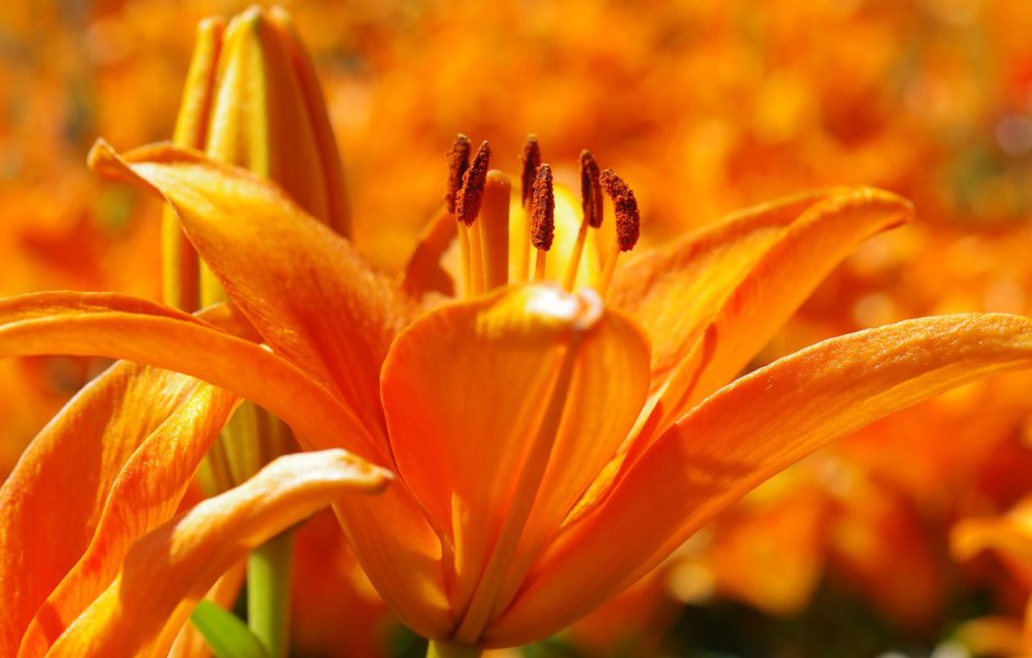 Лилии оранжевые лепесток