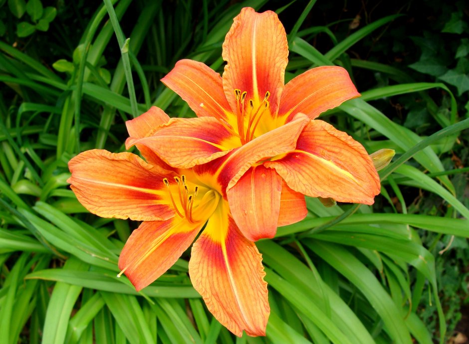 Цветы похожие на лилии оранжевого цвета