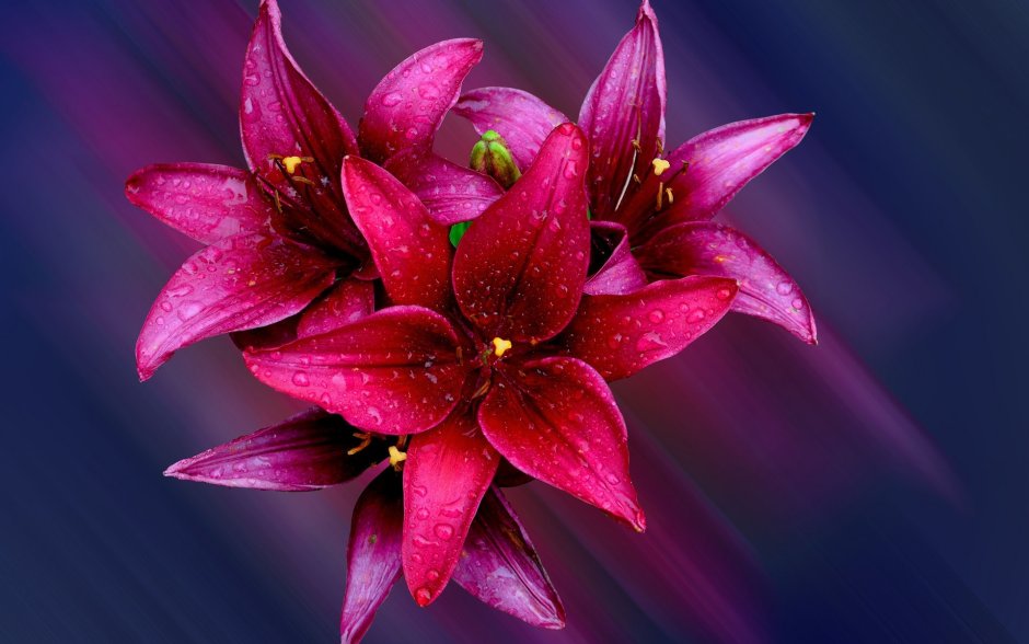 Лилии цветы бордовые