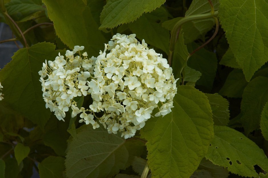 Hydrangea arborescens h40-60/22см