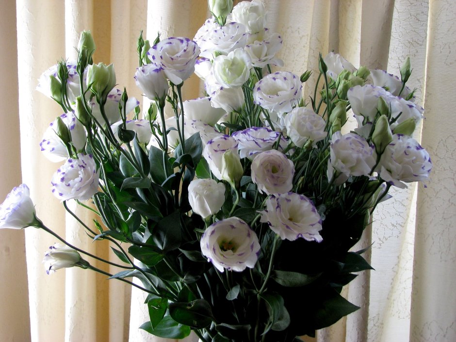 Лизиантус цветы букет