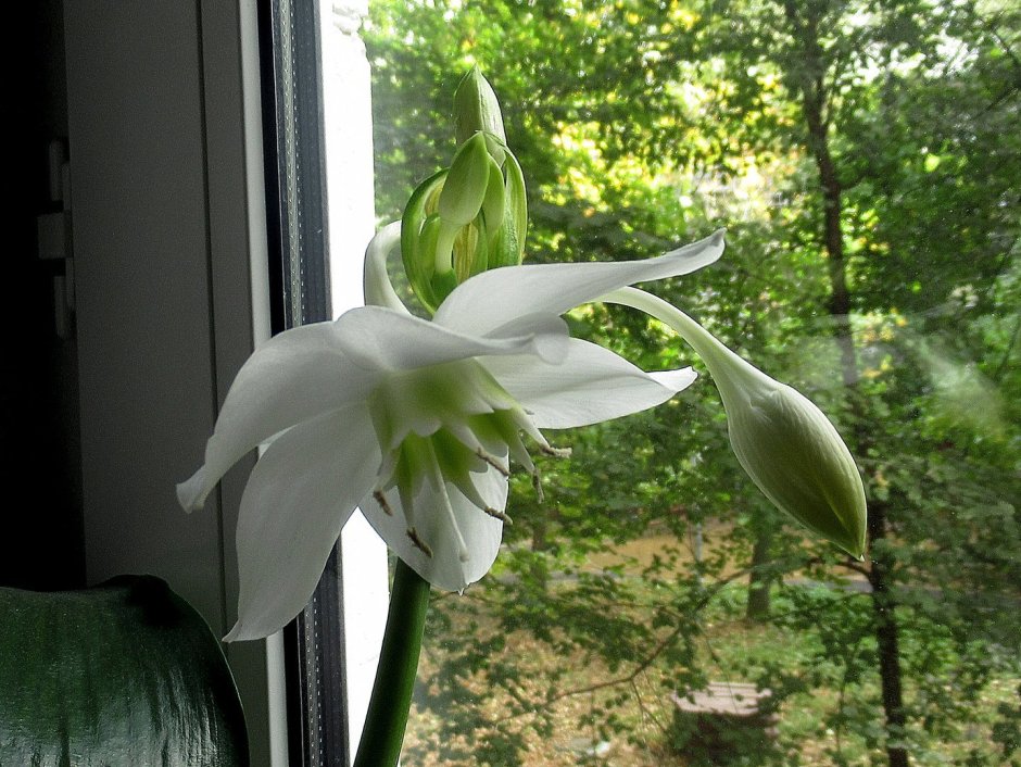 Лилия домашний цветок эухарис