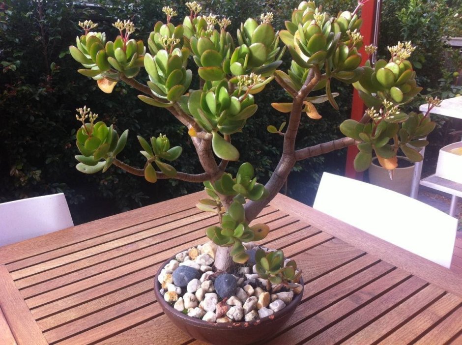 Crassula spathulata толстянка