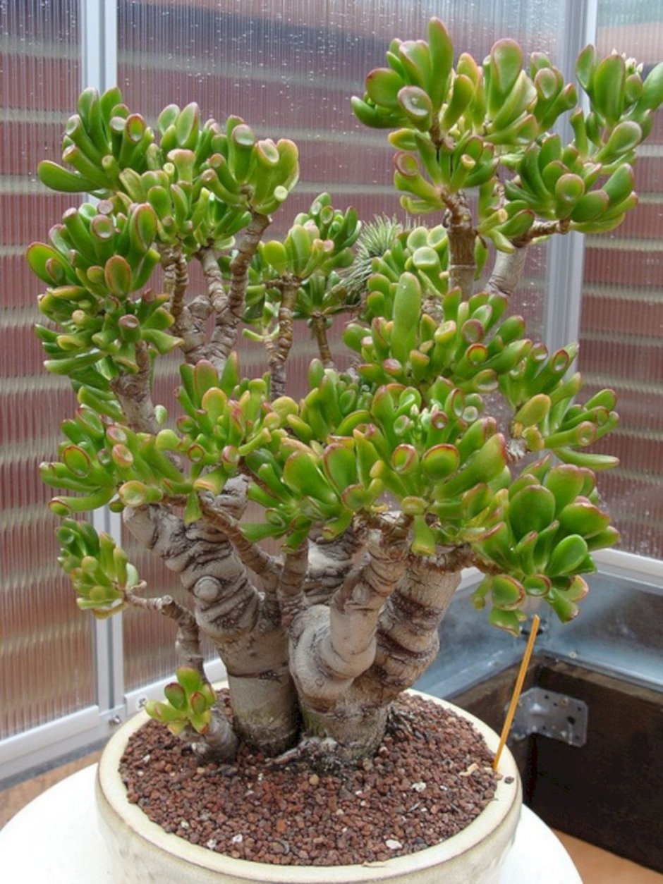 Толстянка Crassula ovata