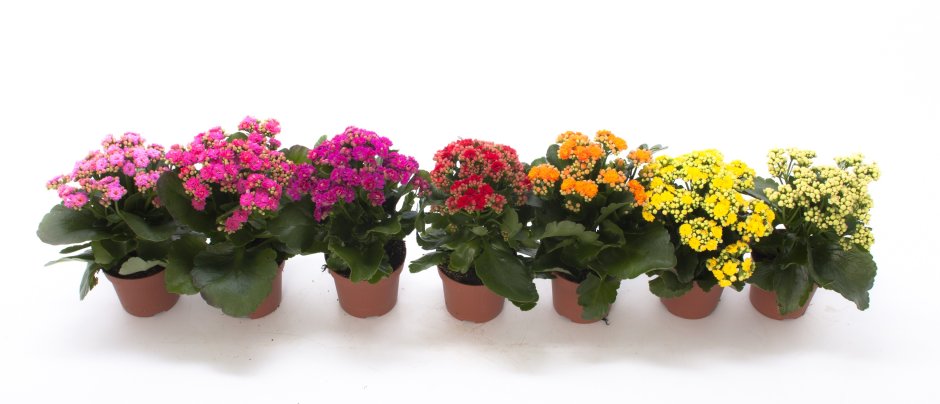 Каланхоэ (Kalanchoe)