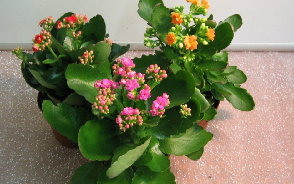 Каланхоэ пильчатолистное (Kalanchoe serratifolium)