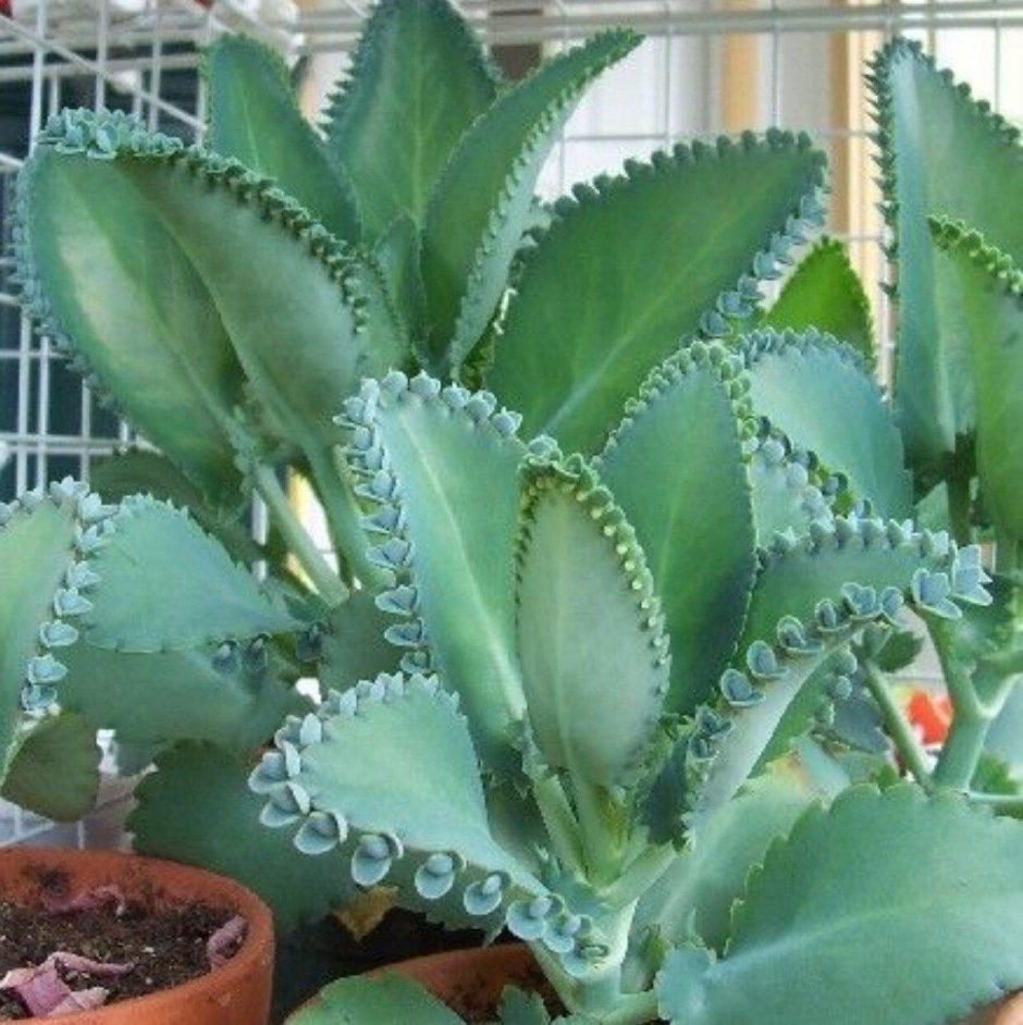 Kalanchoe blossfeldiana