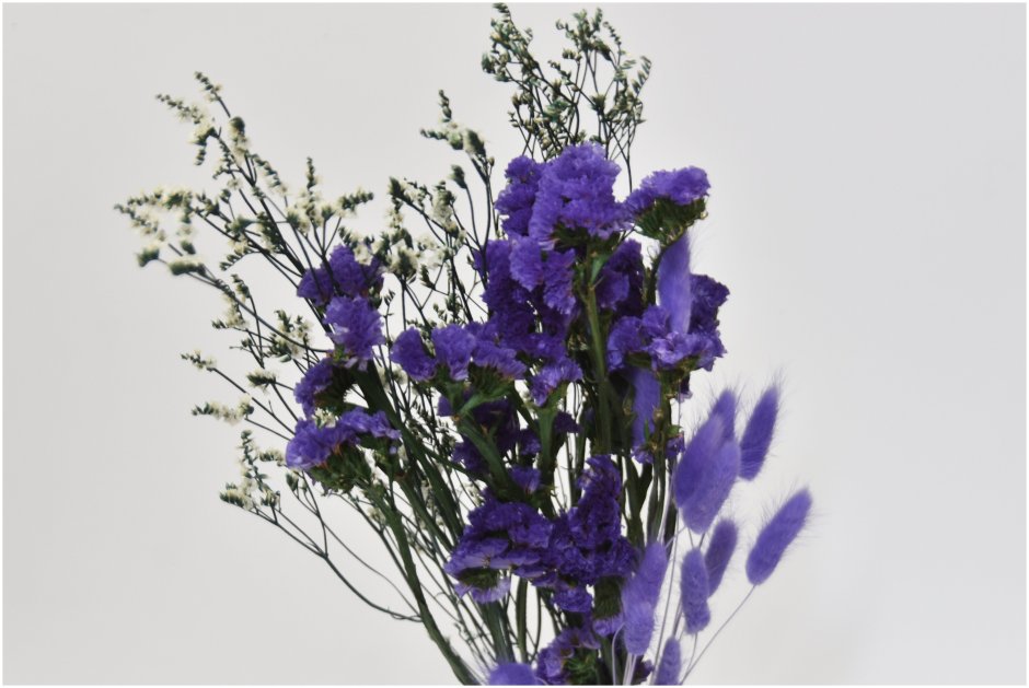 Кермек Гмелина (Limonium gmelinii