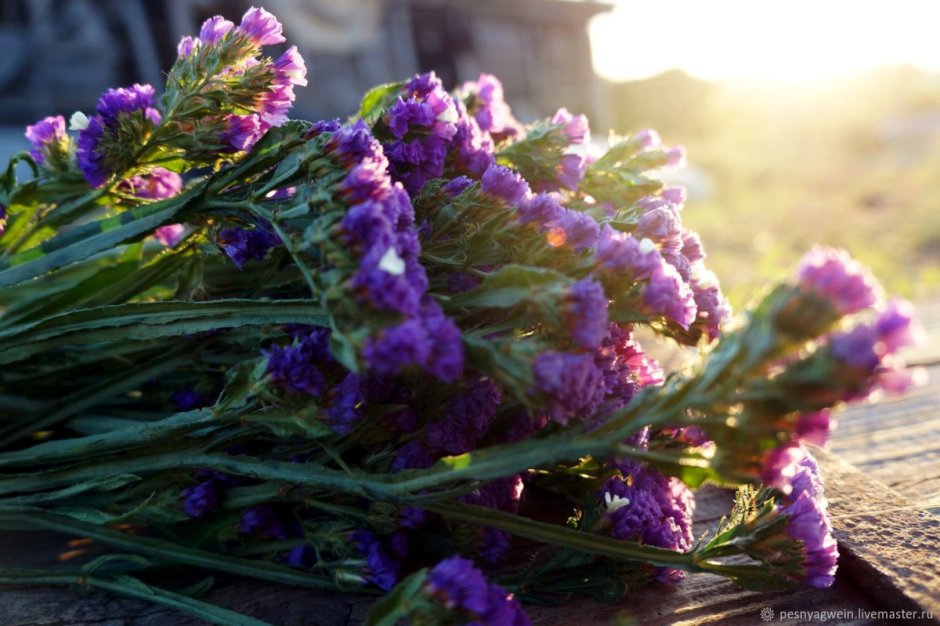 Limonium perezii (Sea Lavender)