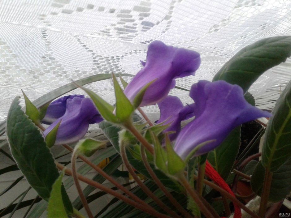 Комнатный цветок с фиолетовыми колокольчиками