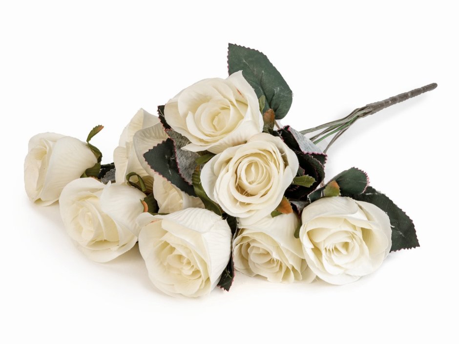 Белые розы фото красивые на ярком фоне
