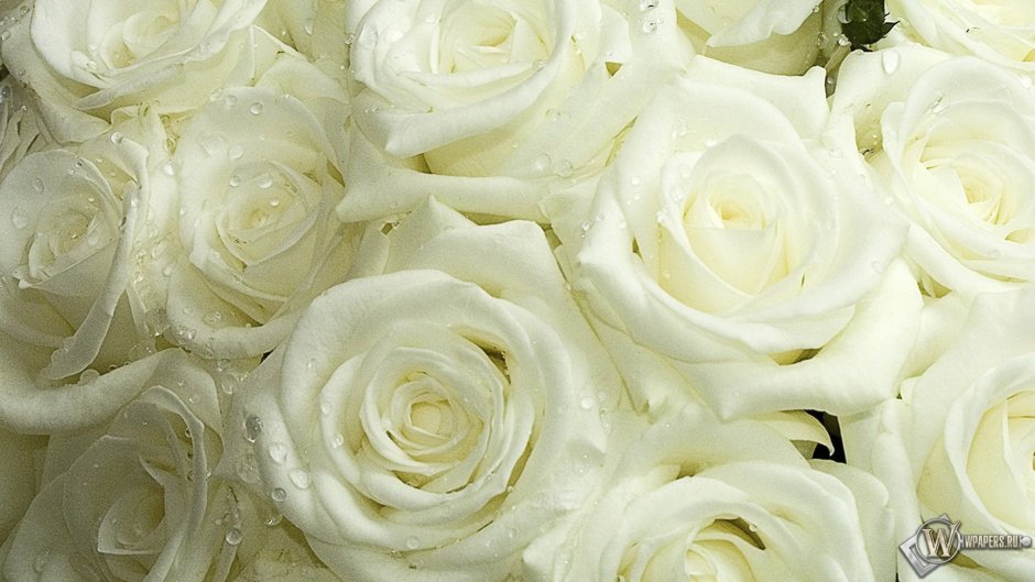 Нежный букет белых роз