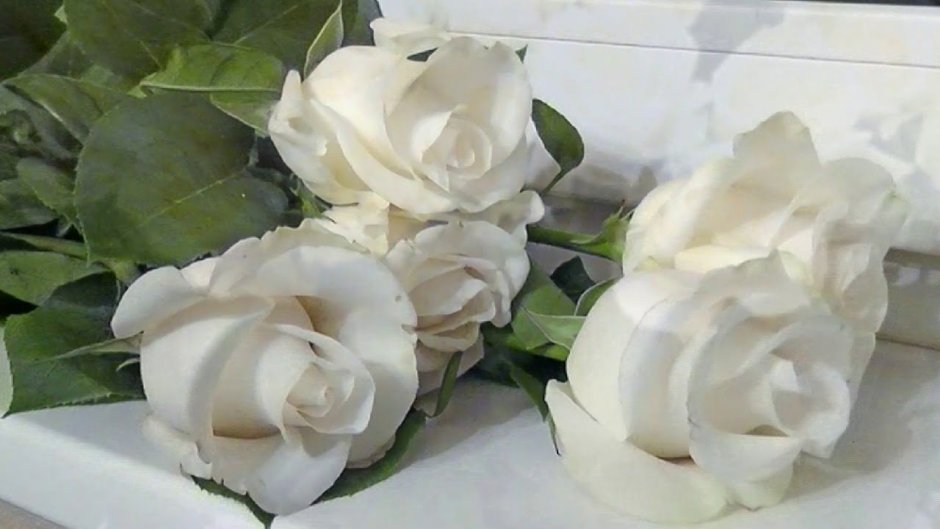 Белые розы на окне