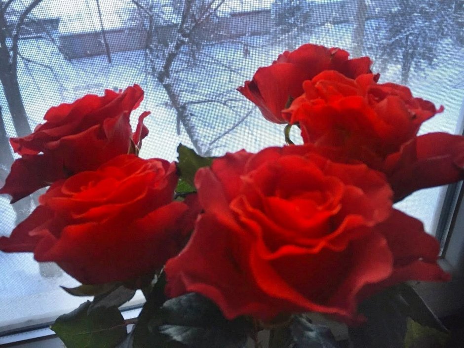 Красные розы на окне