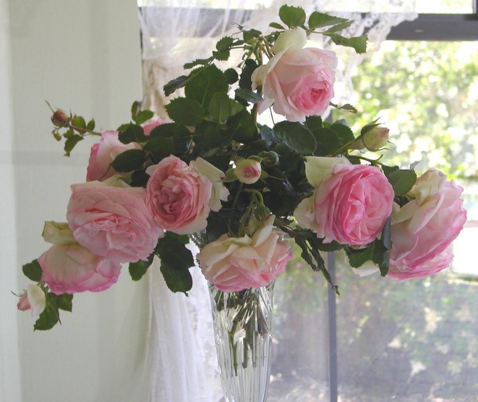 Розовая роза Садовая в вазе на окне