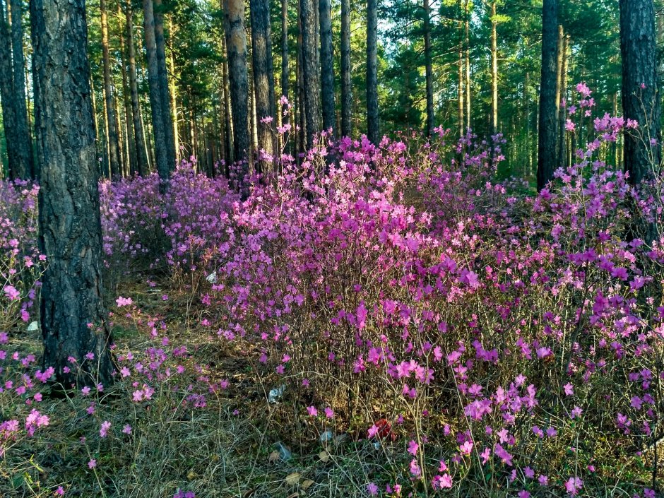 Багульник Забайкальский