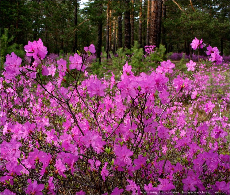 Забайкальский багульник (рододендрон Даурский)