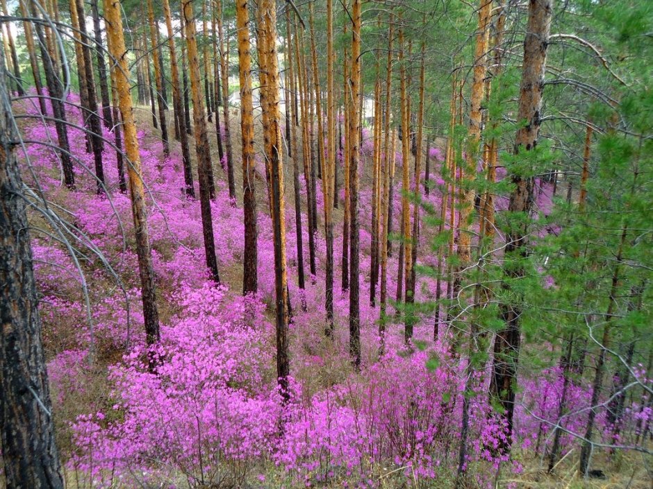 Багульник растение в Забайкалье