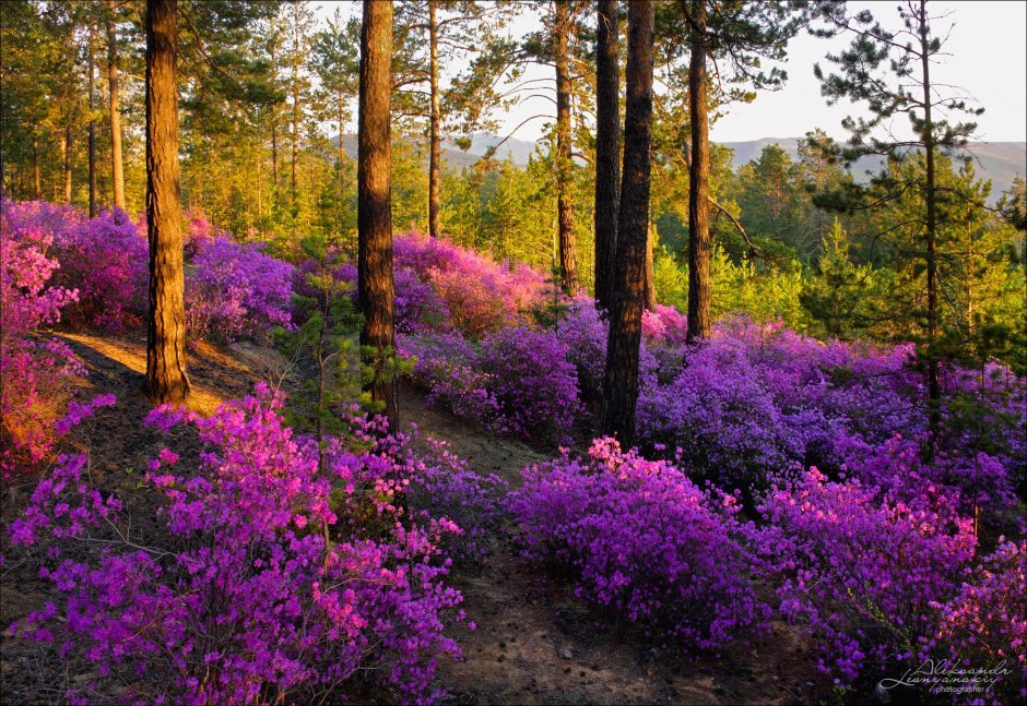 Весна багульник