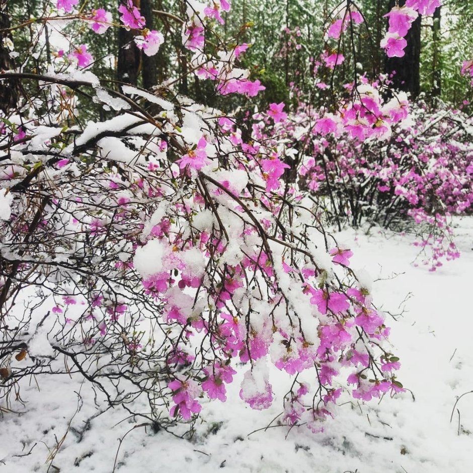 Рододендрон Даурский багульник