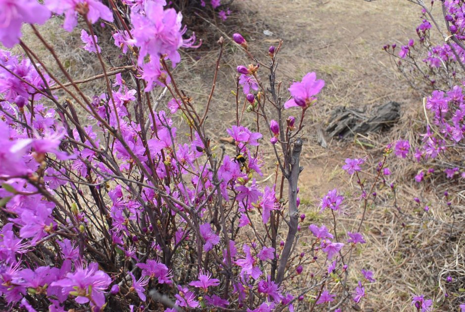 Рододендрон mucronulatum