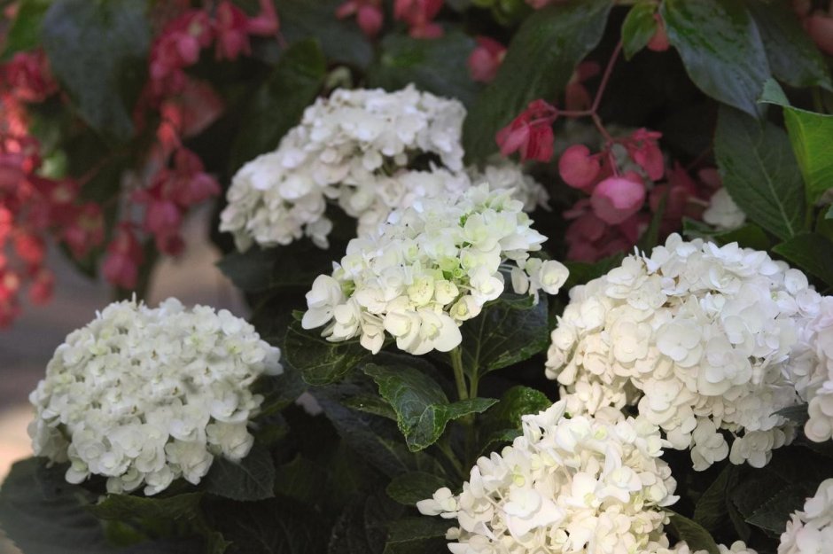 Macrophylla endless Summer ® ‘the Bride’