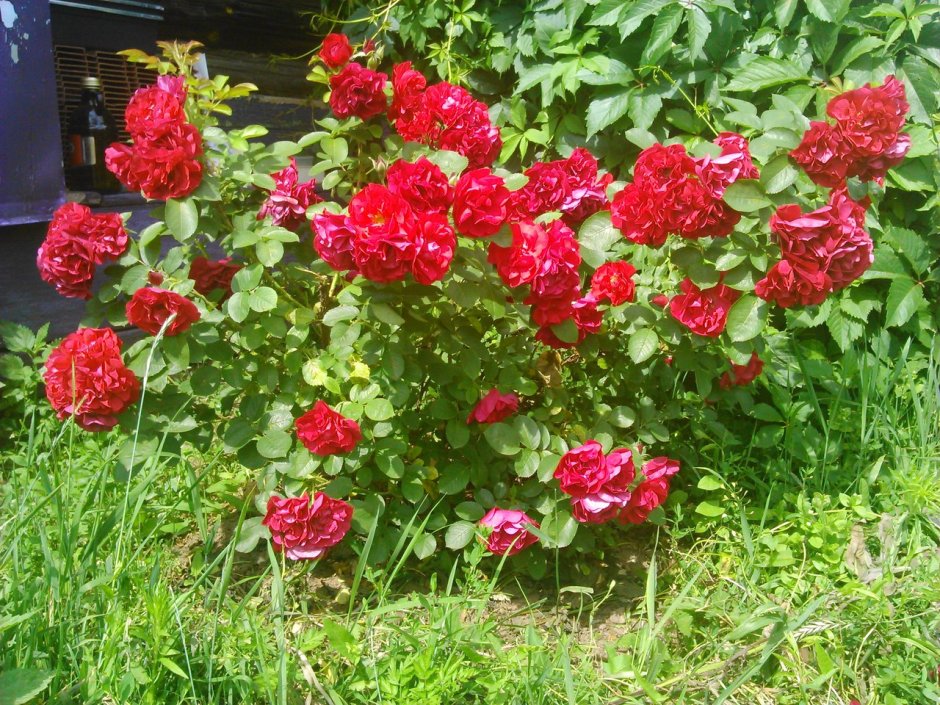 Роза Парковая Хансаланд