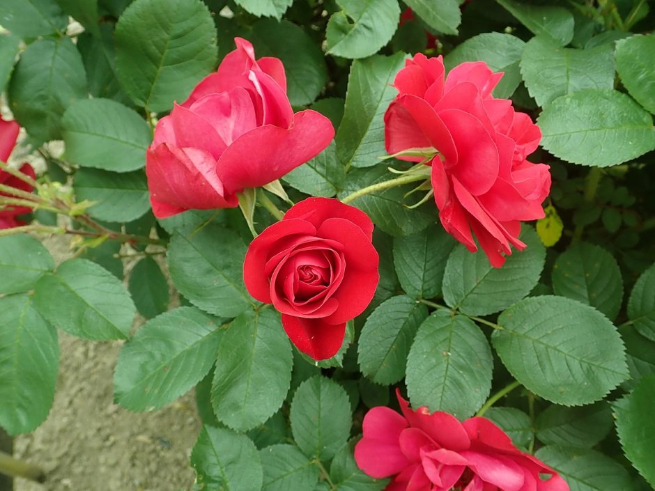 Роза морщинистая Хансаланд