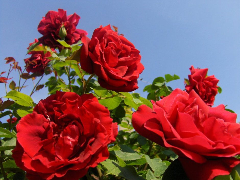 Роза ругоза Хансаланд