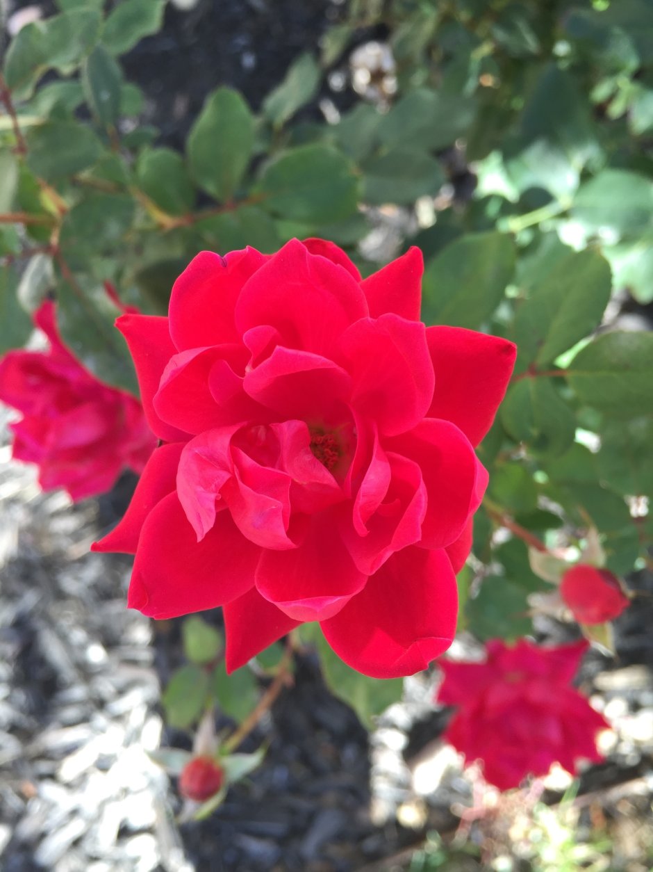 Роза кустовая Парковая