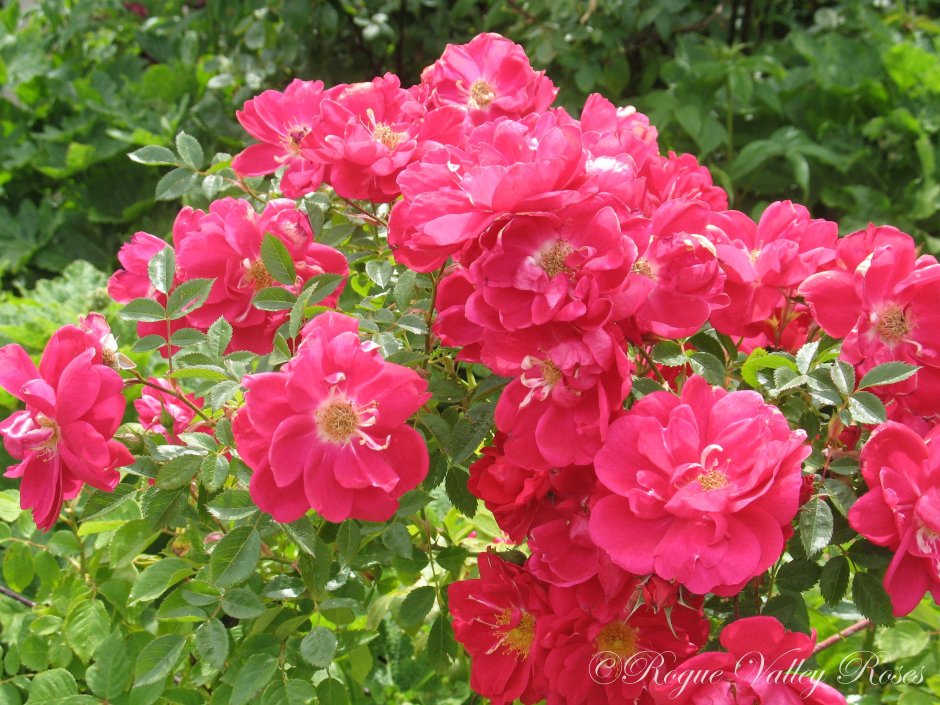 Роза ругоза Хансаланд