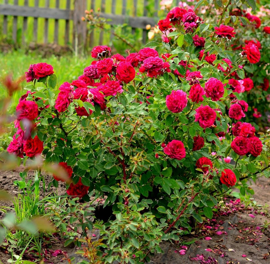 Многосортовые розы агротехника отзывы