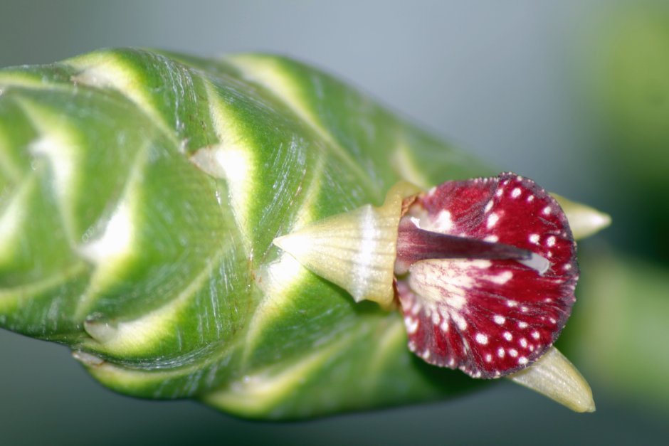 Бутон цветка имбиря