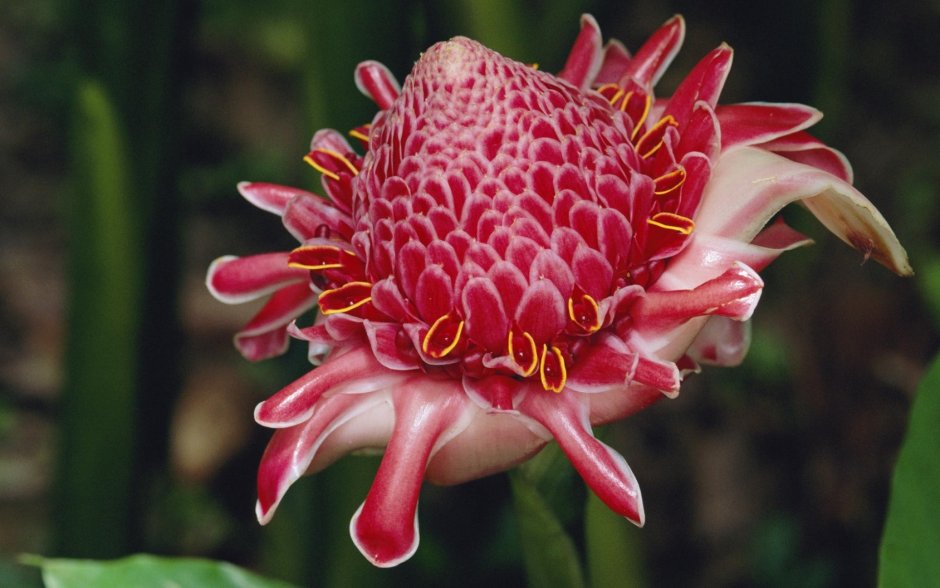Цветок имбирный улей (Zingiber spectabile