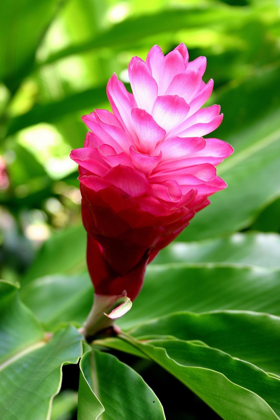 Гавайский имбирь цветок