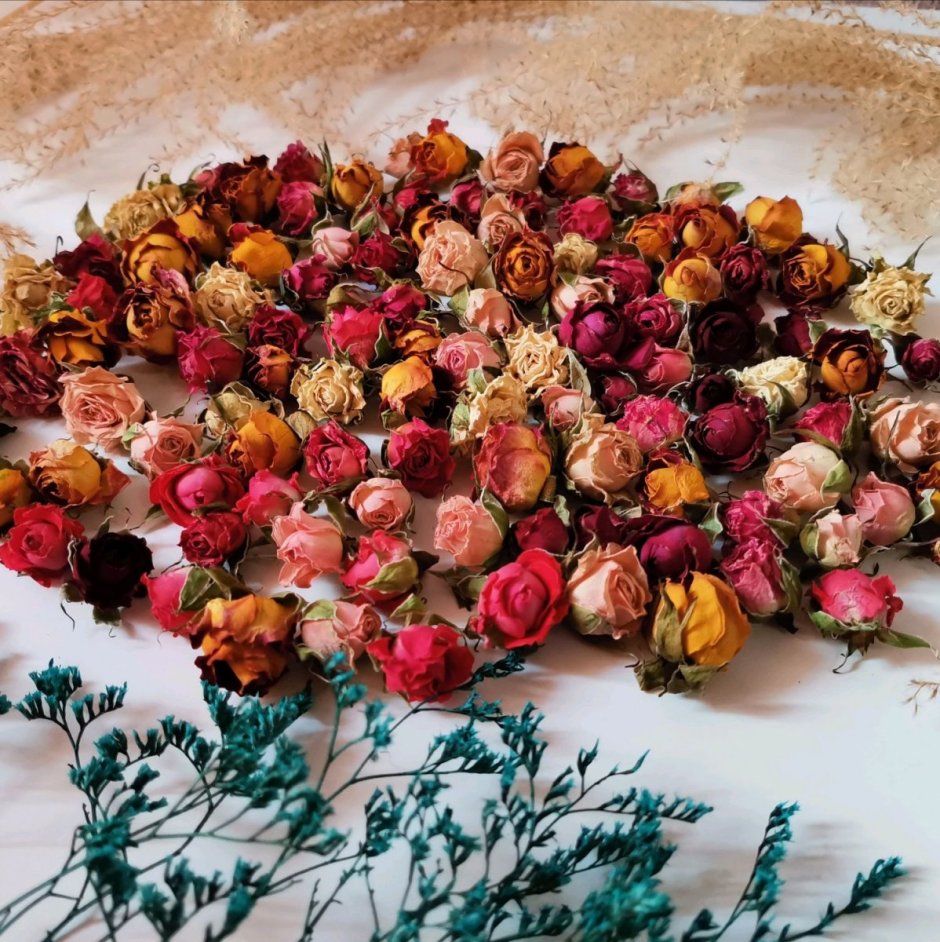 Фотосессия с сухими розами на белом фоне
