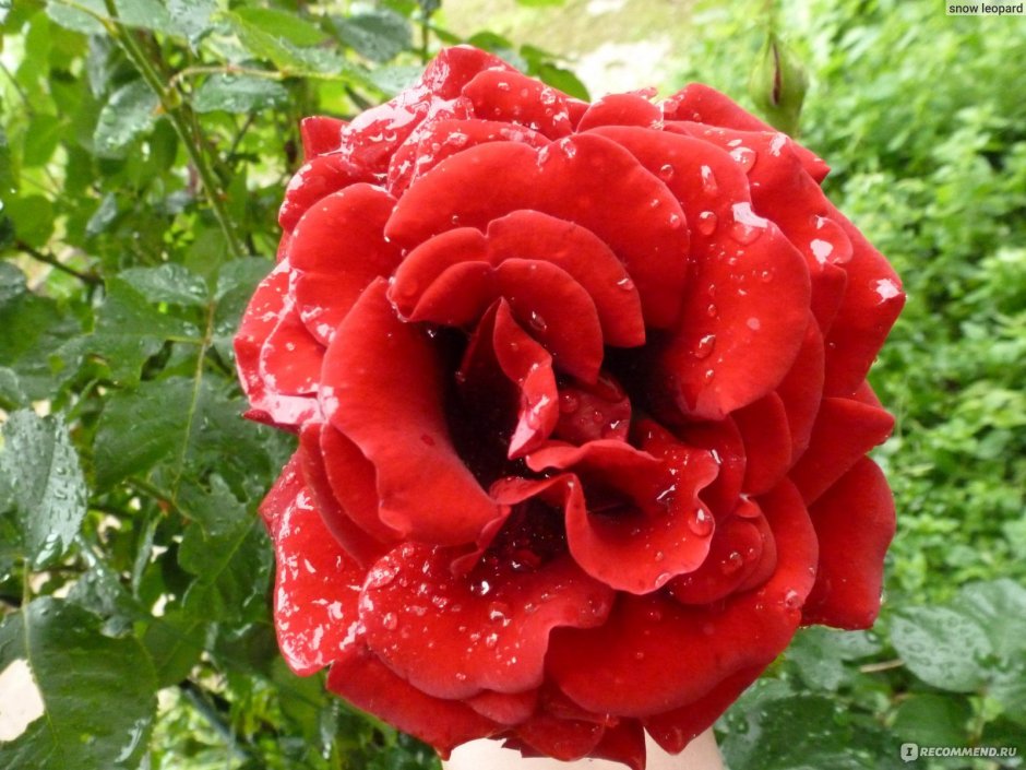 Роза плетистая Naheglut